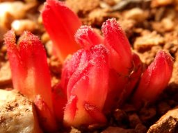 Hyobanche glabrata hairy flowers