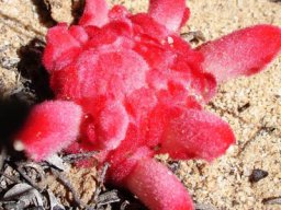 Hyobanche sanguinea velvety texture, watermelon colours