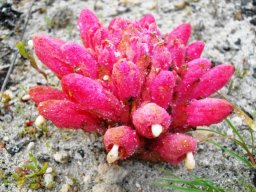 Hyobanche sanguinea