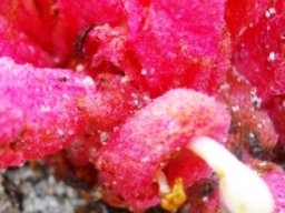 Hyobanche sanguinea close-up
