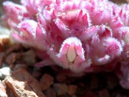 Hyobanche sanguinea hairy-flowered