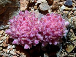 Hyobanche sanguinea sucking much from the host
