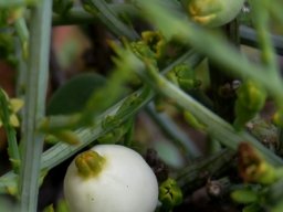 Lacomucinaea lineata fruit