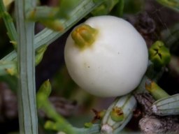 Lacomucinaea lineata ripe fruit