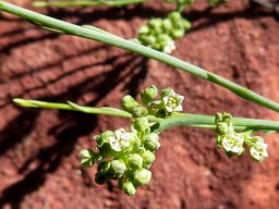 Lacomucinaea lineata buds and flowers