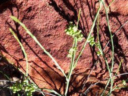 Lacomucinaea lineata leaves