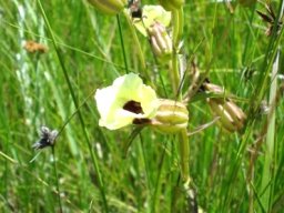 Melasma scabrum var. scabrum