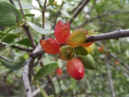 Moquiniella rubra fruit