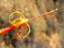 Moquiniella rubra open flower