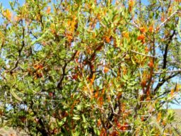 Moquiniella rubra 