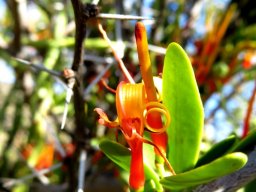 Moquiniella rubra flower and thorn tree spines