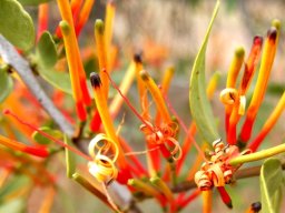 Moquiniella rubra buds and flowers