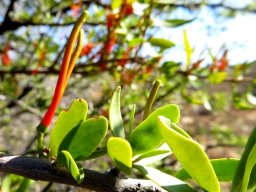Moquiniella rubra leaves
