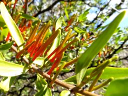 Moquiniella rubra young buds