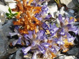 Orobanche ramosa