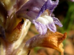 Orobanche ramosa flower