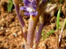 Orobanche ramosa stem base