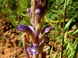 Orobanche ramosa buds
