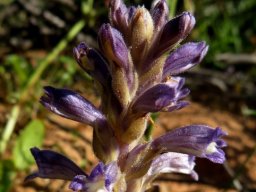 Orobanche ramosa stem tip