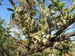Septulina glauca leaves
