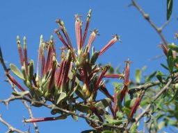 Septulina glauca flowers