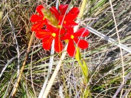 Striga elegans