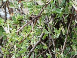 Agelanthus natalitius subsp. zeyheri