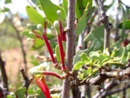 Tapinanthus oleifolius