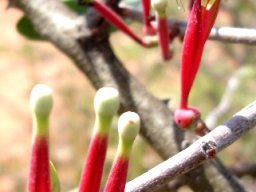 Tapinanthus oleifolius flowers and hungry ant