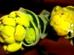 Thesium euphorbioides floral bracts