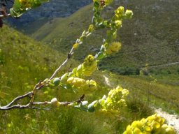 Thesium euphorbioides conducting fynbos music