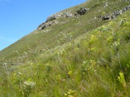 Thesium euphorbioides