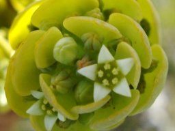 Thesium euphorbioides flowers