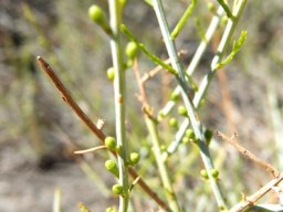 Lacomucinaea lineata, the witstorm budding