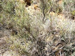 Lacomucinaea lineata