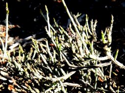 Lacomucinaea lineata stems