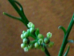Thesium strictum