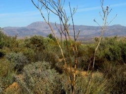 Thesium strictum wispy habit