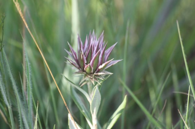 Macledium zeyheri