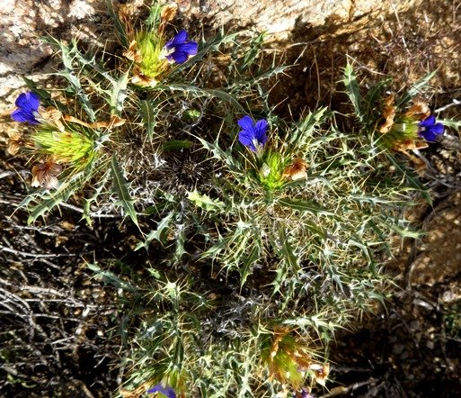 Acanthopsis villosa