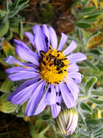 Amellus asteroides invaded!