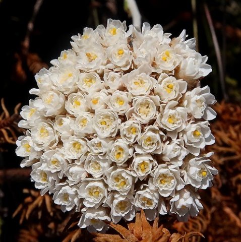 Anaxeton asperum subsp. asperum inflorescence
