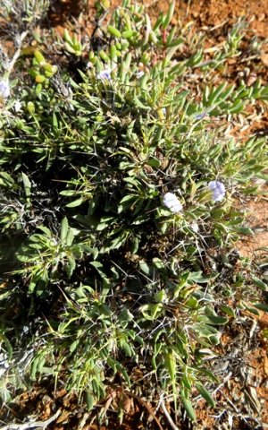 Blepharis furcata
