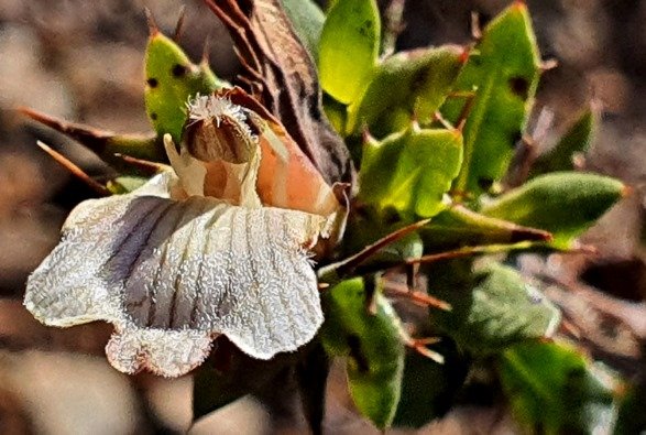Blepharis capensis ageing flower