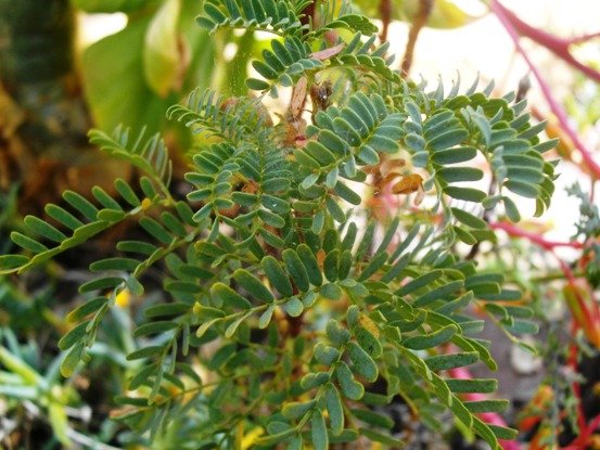 Caesalpinia bracteata
