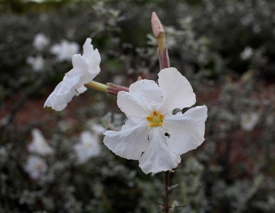 Catophractes alexandri flowers