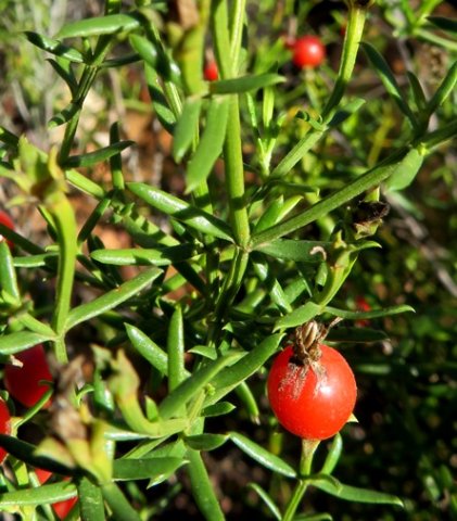 Chironia baccifera stems and leaves