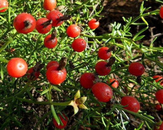 Chironia baccifera fruit paraphernalia