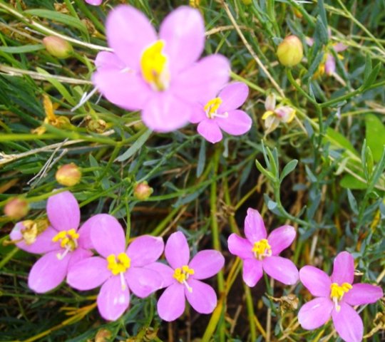 Chironia linoides subsp. linoides
