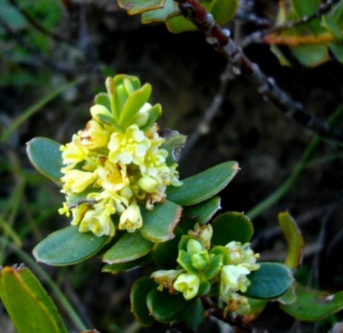 Clutia